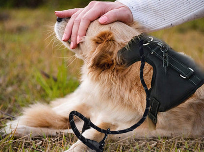 Dog Harness and Leash Set – Premium Set with No Pull Dog Harness and Dog